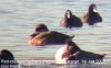 Red-crested Pochard at Paglesham Lagoon (Don Petrie) (15627 bytes)