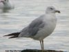 Ring-billed Gull at Westcliff Seafront (Steve Arlow) (116311 bytes) Ring-billed Gull at Westcliff Seafront (Steve Arlow) (116311 bytes)