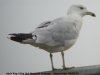 Ring-billed Gull at Westcliff Seafront (Steve Arlow) (52854 bytes) Ring-billed Gull at Westcliff Seafront (Steve Arlow) (52854 bytes)