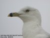 Ring-billed Gull at Westcliff Seafront (Steve Arlow) (30244 bytes) Ring-billed Gull at Westcliff Seafront (Steve Arlow) (30244 bytes)