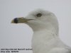 Ring-billed Gull at Westcliff Seafront (Steve Arlow) (30244 bytes)