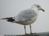 Ring-billed Gull at Westcliff Seafront (Steve Arlow) (37886 bytes) Ring-billed Gull at Westcliff Seafront (Steve Arlow) (37886 bytes)