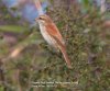 Red-backed Shrike at Canvey Wick (Steve Arlow) (52183 bytes) Red-backed Shrike at Canvey Wick (Steve Arlow) (52183 bytes)