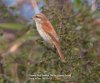 Red-backed Shrike at Canvey Wick (Steve Arlow) (52183 bytes)