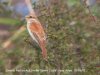 Red-backed Shrike at Canvey Wick (Steve Arlow) (51886 bytes)