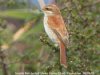 Red-backed Shrike at Canvey Wick (Steve Arlow) (64932 bytes)