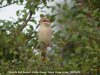 Red-backed Shrike at Canvey Wick (Steve Arlow) (105023 bytes) Red-backed Shrike at Canvey Wick (Steve Arlow) (105023 bytes)