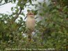 Red-backed Shrike at Canvey Wick (Steve Arlow) (105023 bytes)