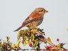 Red-backed Shrike at Canvey Wick (Steve Arlow) (141849 bytes)