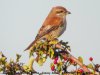 Red-backed Shrike at Canvey Wick (Steve Arlow) (107359 bytes) Red-backed Shrike at Canvey Wick (Steve Arlow) (107359 bytes)