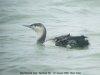 Red-throated Diver at Southend Pier (Steve Arlow) (59092 bytes) Red-throated Diver at Southend Pier (Steve Arlow) (59092 bytes)