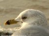 Ring-billed Gull at Westcliff Seafront (Steve Arlow) (12567 bytes)