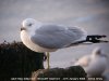 Ring-billed Gull at Westcliff Seafront (Steve Arlow) (49972 bytes)