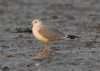 Ring-billed Gull at Rossi's Ice Cream, Westcliff (Steve Arlow) (50999 bytes)