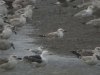 Caspian Gull at Hole Haven Creek (Steve Arlow) (109487 bytes)