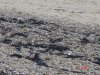 Snow Bunting at Southchurch Seafront (Paul Griggs) (79845 bytes) Snow Bunting at Southchurch Seafront (Paul Griggs) (79845 bytes)