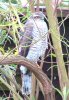 Sparrowhawk at Applerow, Eastwood (Don Petrie) (73053 bytes) Sparrowhawk at Applerow, Eastwood (Don Petrie) (73053 bytes)