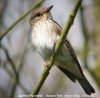 Spotted Flycatcher at Gunners Park (Steve Arlow) (37755 bytes) Spotted Flycatcher at Gunners Park (Steve Arlow) (37755 bytes)