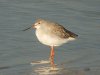 Spotted Redshank at Barling (Steve Arlow) (58125 bytes) Spotted Redshank at Barling (Steve Arlow) (58125 bytes)
