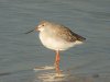 Spotted Redshank at Barling (Steve Arlow) (58125 bytes)