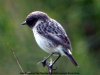 Stonechat at Two Tree Island (West) (Steve Arlow) (46852 bytes)