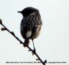 Stonechat at Two Tree Island (West) (Steve Arlow) (31456 bytes)