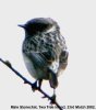 Stonechat at Two Tree Island (West) (Steve Arlow) (16204 bytes) Stonechat at Two Tree Island (West) (Steve Arlow) (16204 bytes)