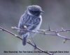 Stonechat at Two Tree Island (West) (Steve Arlow) (11960 bytes) Stonechat at Two Tree Island (West) (Steve Arlow) (11960 bytes)