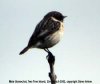 Stonechat at Two Tree Island (West) (Steve Arlow) (13362 bytes)