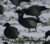 Black Brant at Wallasea Island (RSPB) (Jeff Delve) (58021 bytes)