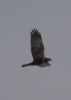 Marsh Harrier at Wallasea Island (RSPB) (Jeff Delve) (20370 bytes)