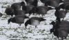 Pale-bellied Brent Goose at Wallasea Island (RSPB) (Jeff Delve) (56160 bytes)