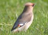 Waxwing at Highlands Boulevard, Leigh (Paul Griggs) (34660 bytes) Waxwing at Highlands Boulevard, Leigh (Paul Griggs) (34660 bytes)