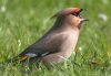 Waxwing at Highlands Boulevard, Leigh (Paul Griggs) (33280 bytes) Waxwing at Highlands Boulevard, Leigh (Paul Griggs) (33280 bytes)
