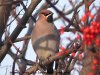 Waxwing at Pitsea (Steve Arlow) (85986 bytes)