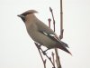 Waxwing at Pitsea (Steve Arlow) (65861 bytes)