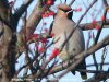 Waxwing at Pitsea (Steve Arlow) (86368 bytes)