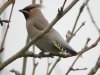 Waxwing at Pitsea (Steve Arlow) (54137 bytes)