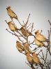 Waxwing at Cherry Orchard Lane (Matt Bruty) (75491 bytes) Waxwing at Cherry Orchard Lane (Matt Bruty) (75491 bytes)