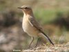 Wheatear at Gunners Park (Steve Arlow) (55088 bytes)