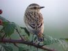 Whinchat at Gunners Park (Steve Arlow) (36404 bytes)