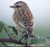 Whinchat at Gunners Park (Steve Arlow) (55846 bytes)