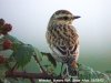 Whinchat at Gunners Park (Steve Arlow) (47215 bytes)