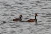 Black-necked Grebe at West Canvey Marsh (RSPB) (Martin Cracknell) (55572 bytes)