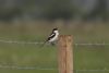 Woodchat Shrike at West Canvey Marsh (RSPB) (Martin Cracknell) (23816 bytes)