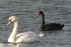 Black Swan at Paglesham Lagoon (Don Petrie) (73380 bytes) Black Swan at Paglesham Lagoon (Don Petrie) (73380 bytes)
