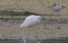 Cattle Egret at Vange Marsh (RSPB) (Don Petrie) (39486 bytes) Cattle Egret at Vange Marsh (RSPB) (Don Petrie) (39486 bytes)
