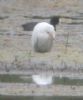 Cattle Egret at Vange Marsh (RSPB) (Don Petrie) (20871 bytes) Cattle Egret at Vange Marsh (RSPB) (Don Petrie) (20871 bytes)