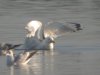 Caspian Gull at Paglesham Lagoon (Steve Arlow) (79566 bytes)