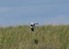 Hen Harrier at Wallasea Island (RSPB) (Graham Mee) (69714 bytes) Hen Harrier at Wallasea Island (RSPB) (Graham Mee) (69714 bytes)